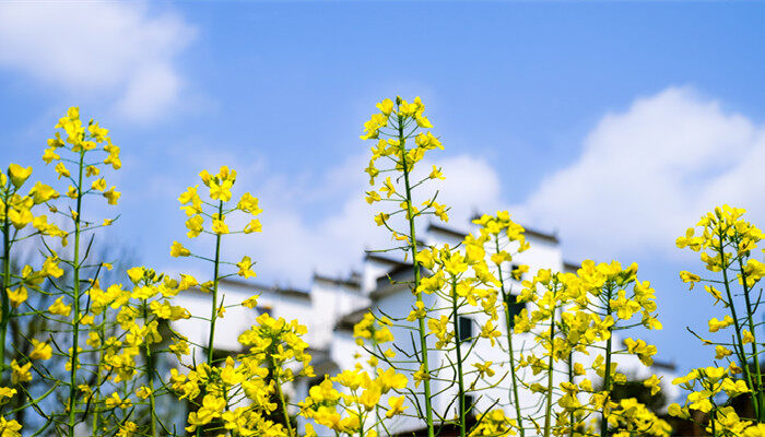 油菜花花语 油菜花花语是什么