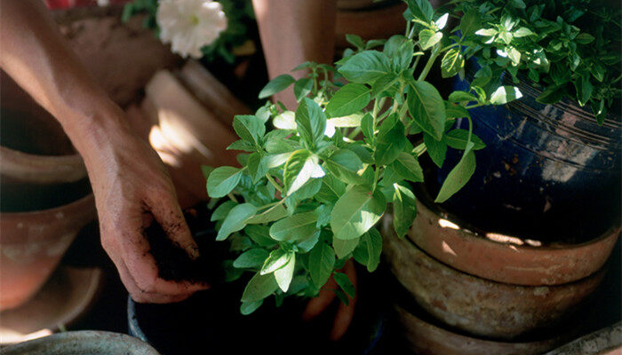 常见60种室内绿化植物 60种室内绿化植物