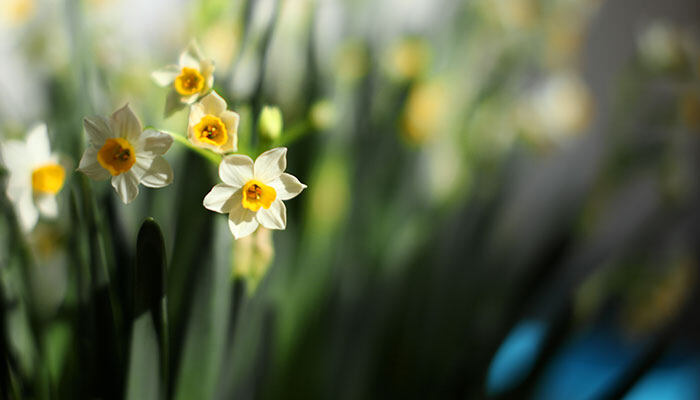 水仙花发黄什么原因