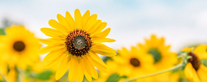 太阳花花谢后要剪枝吗