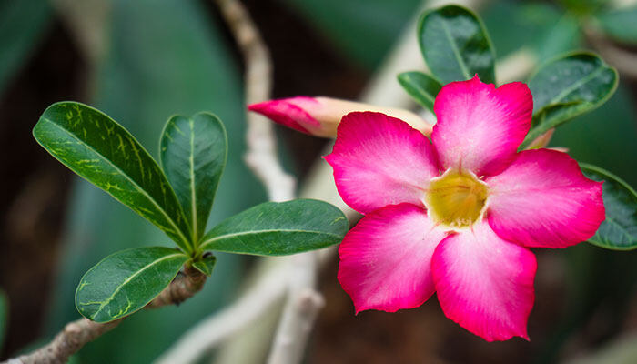 红花植物7.jpg