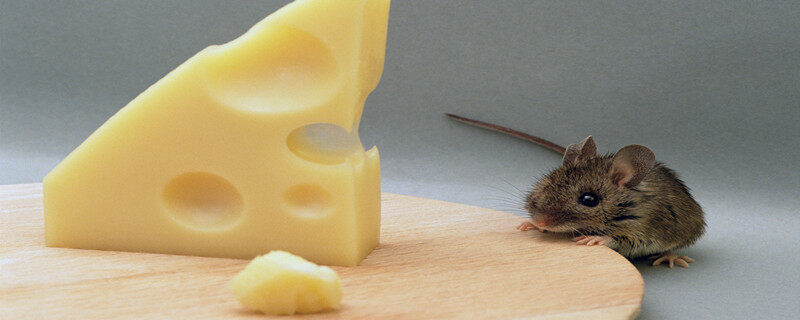 摄图网_501463247_老鼠吃瑞士奶酪（企业商用）_副本.jpg