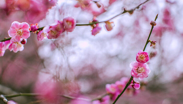 梅花的花语是什么 梅花的花语有哪些