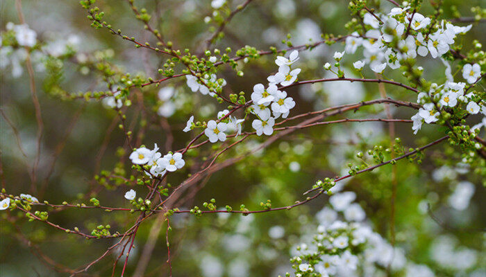 摄图网_501723103_banner_白色清新绣线菊（企业商用）.jpg