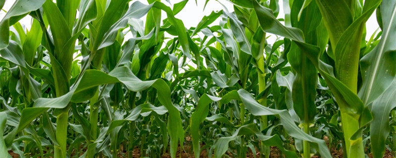 东北玉米亩产量一般多少斤 东北玉米亩产量一般多少