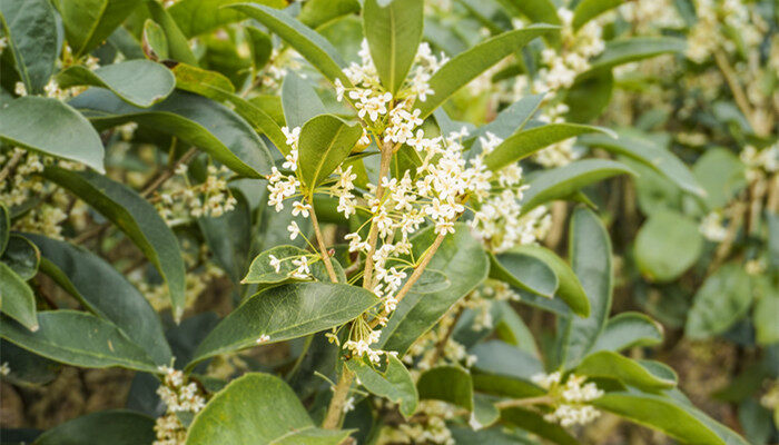 河北农村能不能露天栽桂花树 河北农村能不能露天栽植桂花树