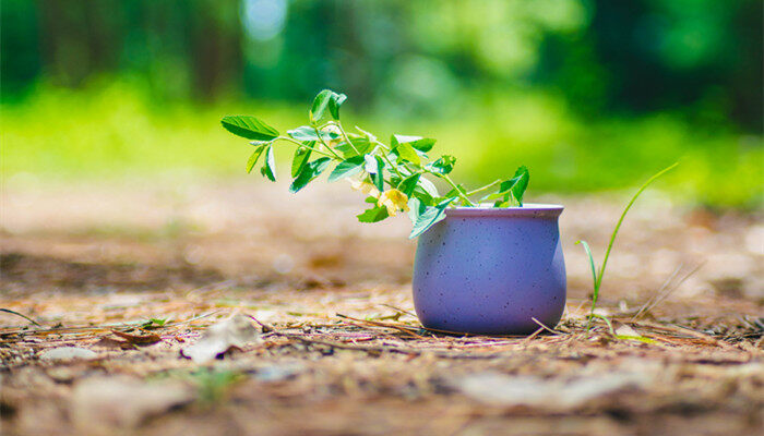 植物、盆栽、养花 (4).jpg