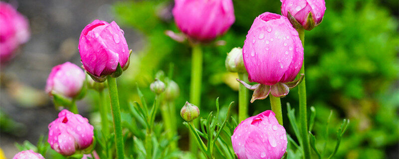 毛茛花花语 毛茛花花语是什么