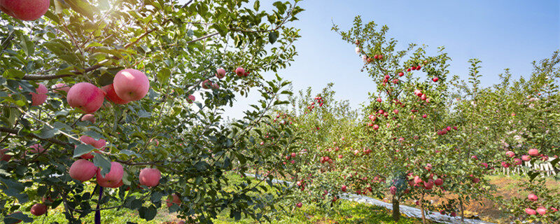 云丘山对万荣县苹果生长的促进作用 苹果生长的促进作用
