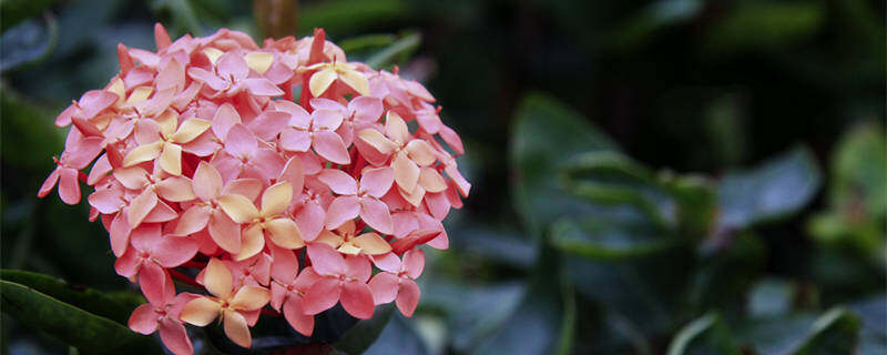 龙船花花期 龙船花几月份开花