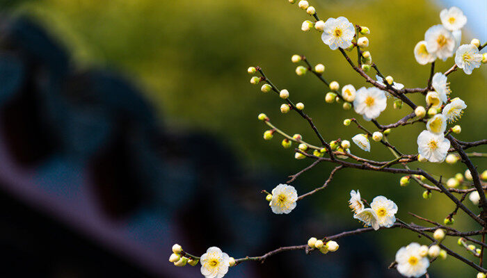 梅花哪个季节开 梅花什么季节开