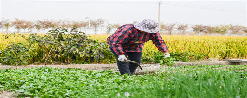 树仔菜什么季节种植 树仔菜什么季节什么时候种植 