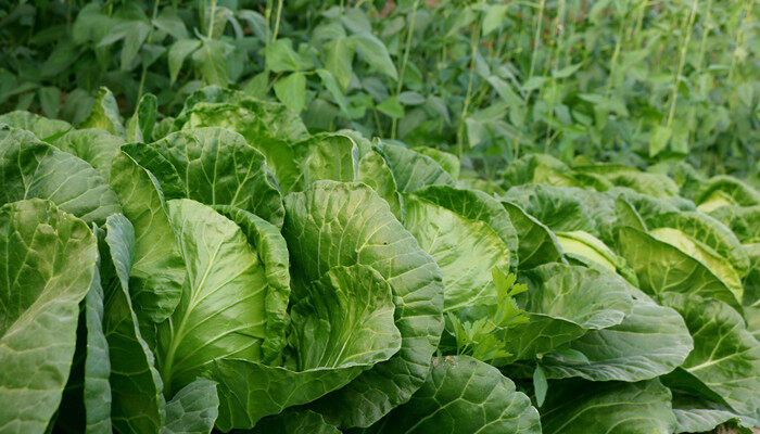 孔雀菜秋冬可以种吗 孔雀菜最佳种植时间