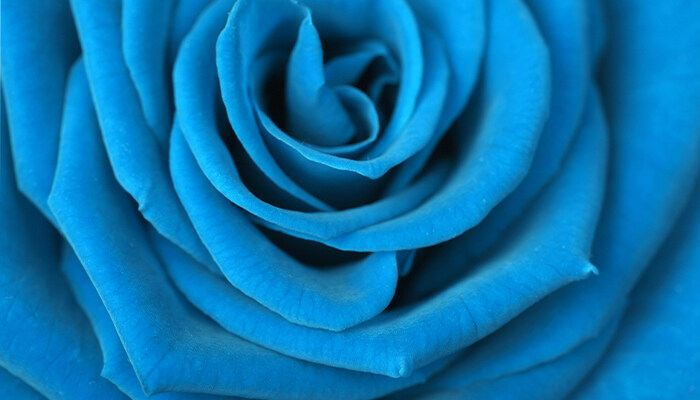 有蓝色的玫瑰吗