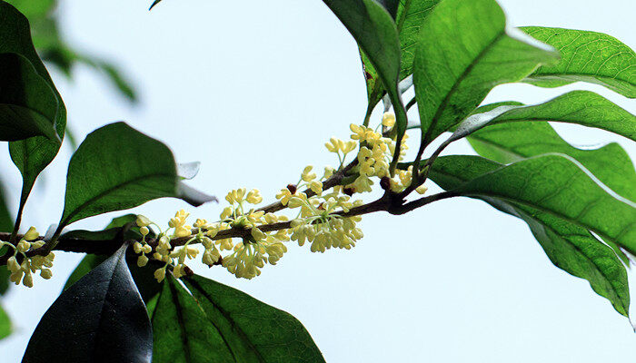 桂花的名字 桂花的名字有哪些 