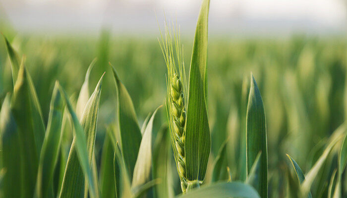 小麦出苗最低温度是多少 小麦最低温度在多少度能出苗