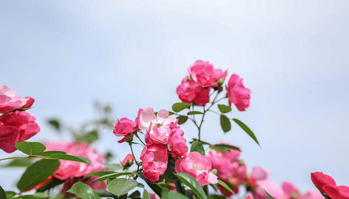 月季花是哪个城市的市花?