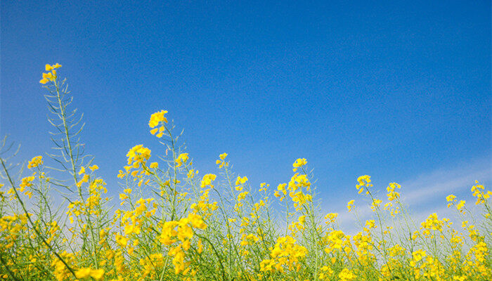 春季种油菜花需要注意什么