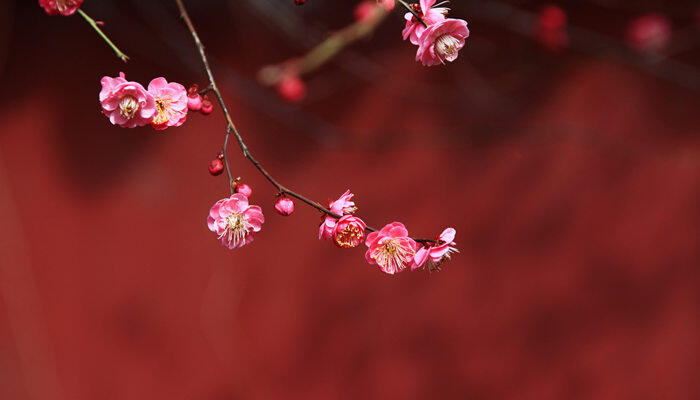 梅花长什么样