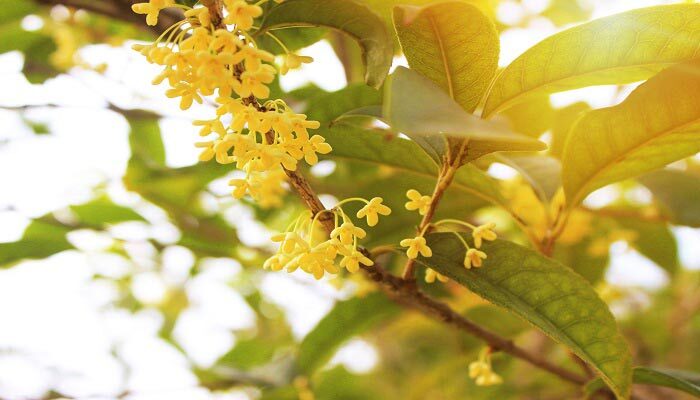 中国十二个月的花神各是什么 中国十二月花神分别是谁