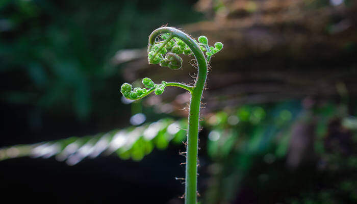 植物生长所需的环境物质条件