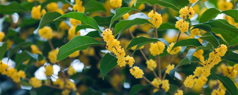 桂花开两次花怎么回事 桂花开两次花是怎么回事