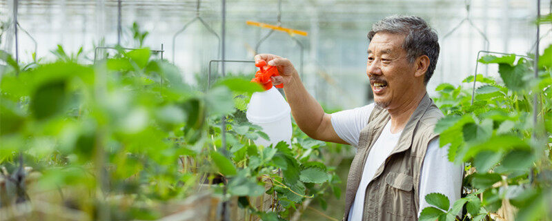 蔬菜的种植步骤和过程 蔬菜的种植方法和步骤