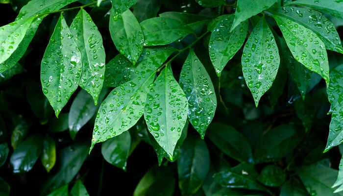 金钻、绿叶植物 (1).jpg