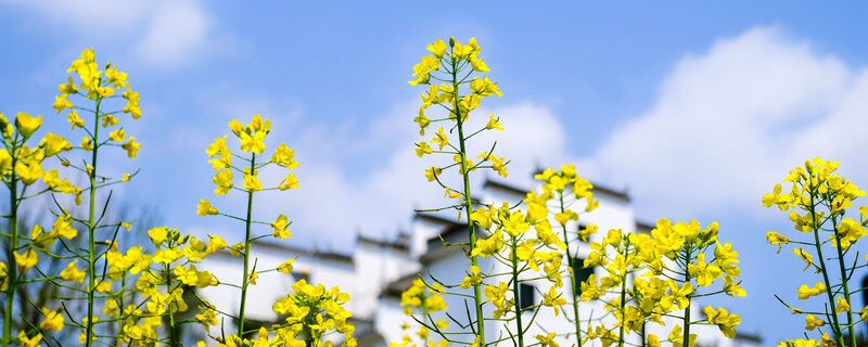 摄图网_500286966_banner_春季油菜花（企业商用）_1.jpg