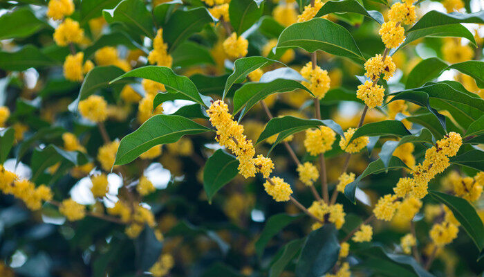 摄图网_500671153_banner_深秋桂花香（企业商用）.jpg