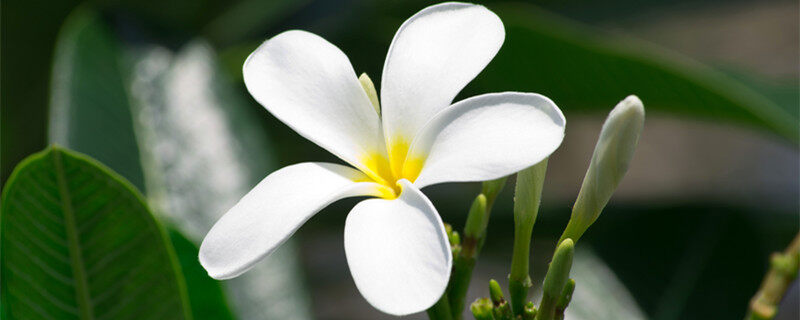 千里香花怎么养 千里香花怎么养殖