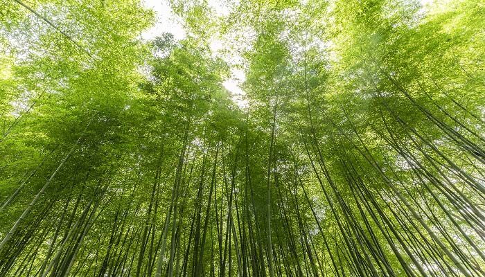 植物炭黑是什么东西 植物炭黑的功效 