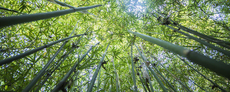 竹子精神品质 竹子的精神品质是什么