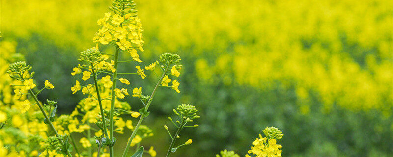 油菜田封闭除草剂有哪些 有哪些油菜田封闭除草剂