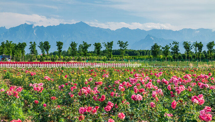 摄图网_501630141_banner_月季花园（企业商用）_副本.jpg