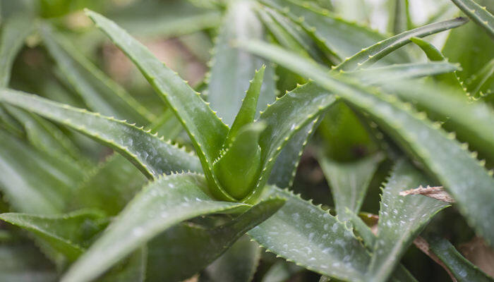 什么植物吸甲醛 能吸甲醛的植物举例