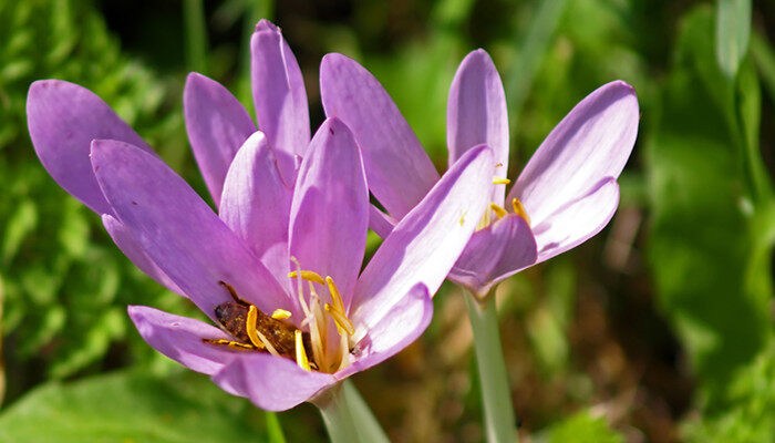 藏红花四季开花吗