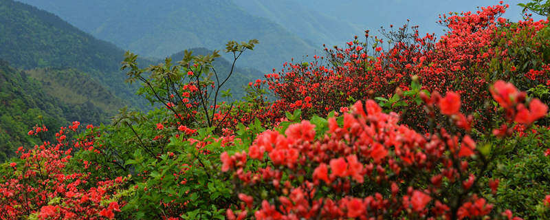 摄图网_500839352_banner_山林盛开的映山红（企业商用）(1).jpg