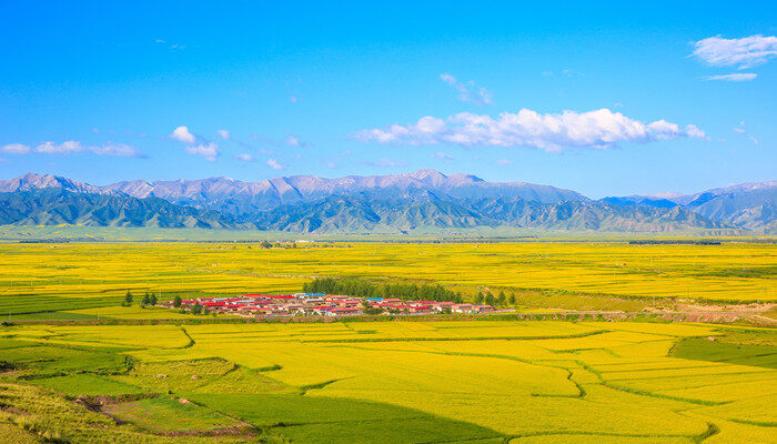 摄图网_500526039_banner_甘肃张掖油菜花（企业商用）_副本.jpg