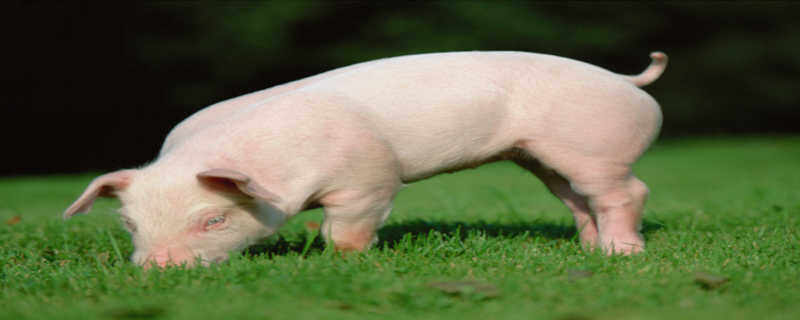 30斤猪仔到300斤要多久 仔猪长到300斤得多少天