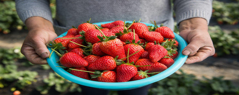 摄图网_500295148_农夫端着一盆红色草莓（企业商用）.jpg