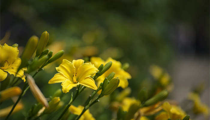 黄花是什么花 一枝黄花是什么花 