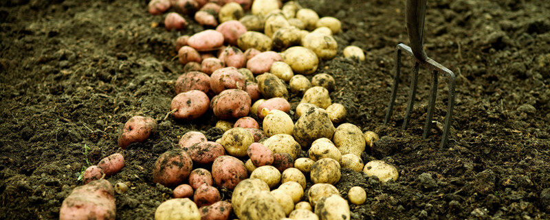 摄图网_501473494_banner_在土壤上新收获的土豆（企业商用）.jpg