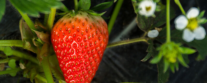 草莓8888.jpg