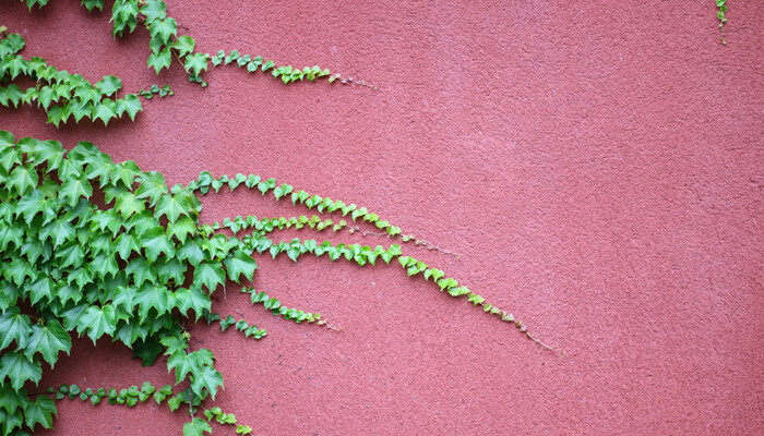 会爬墙的植物有哪些 会爬墙的植物有什么