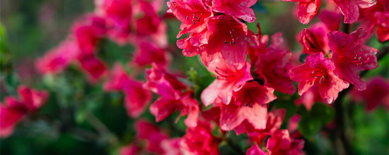 柳州市花是什么 柳州市的市花是什么花