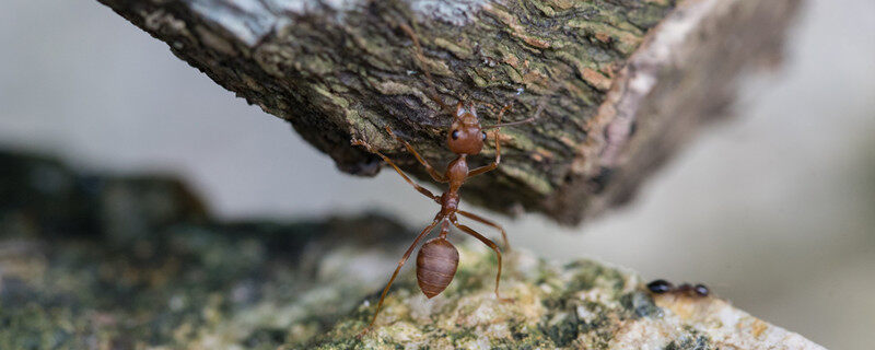 红火蚁的繁殖季节 红火蚁什么季节出来