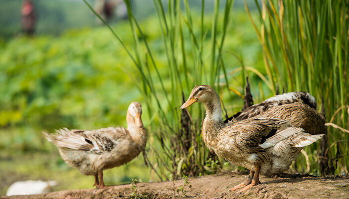 做鸭子需要什么技术 养殖鸭子的基本条件