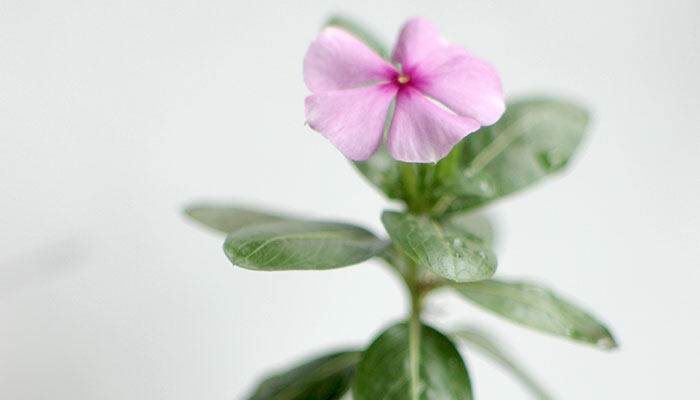 密蒙花什么时候开花