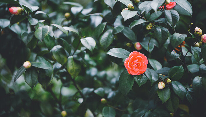 红色山茶花的寓意和象征